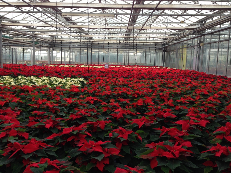 pepiniere-LES MUJOULS-min_poinsettia-210023